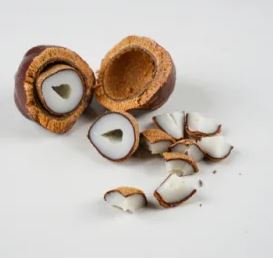 Adam Fruit (Doum palm fruit or Zuriat Fruit)
